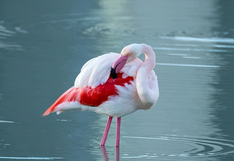 Lake Naivasha Day Trip