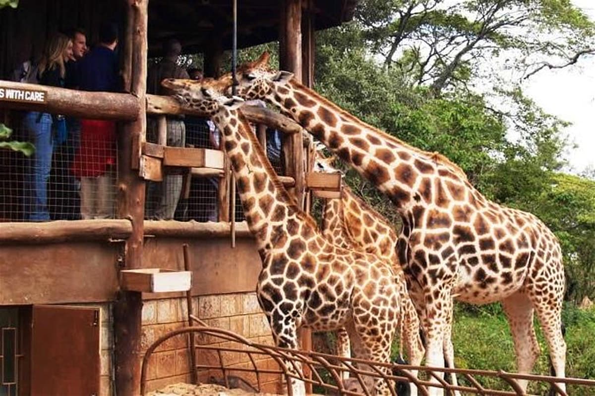 Visitors feeding giraffes at Giraffe Centre Nairobi